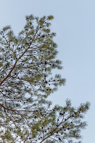 Pine tree branches against blue sky Summer Environment Nature Plant Sky Tree Park Forest Fresh Natural Clean Blue Green Colour coniferous Conifer Twig Evergreen