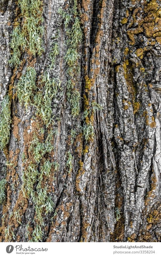 Abstract tree bark background - a Royalty Free Stock Photo from Photocase