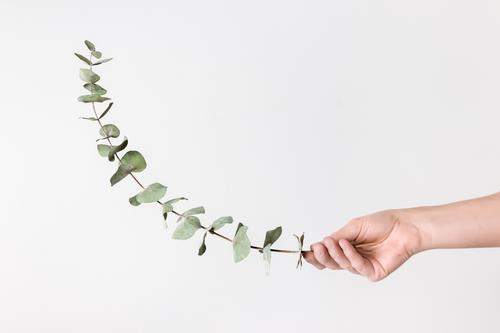 Female hand holding eucalyptus branch Elegant Style Design Beautiful Decoration Gardening Woman Adults Arm Hand Fingers Nature Plant Leaf Simple Hip & trendy