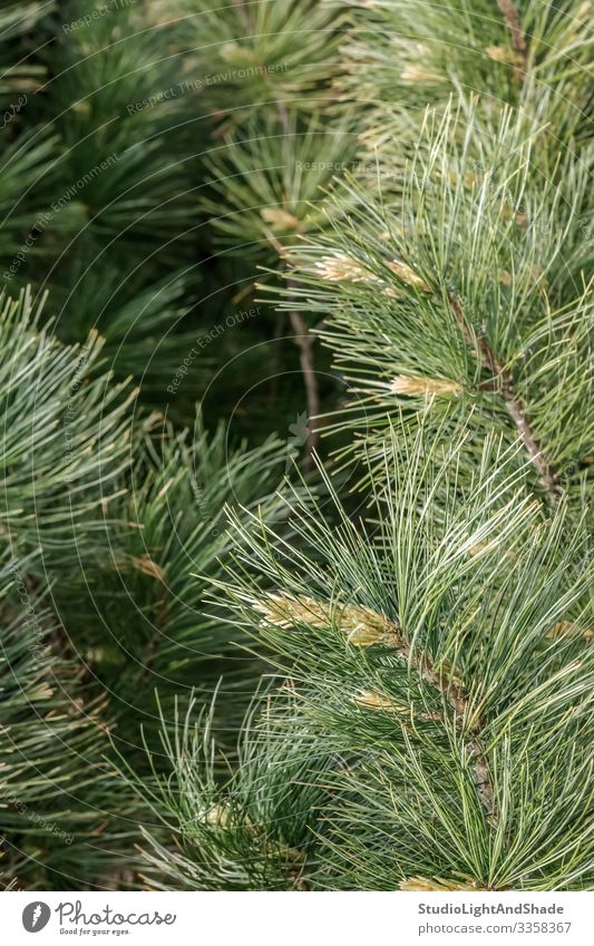 Fluffy pine tree branches Nature Plant Tree Growth Fresh Natural New Green Colour Pine coniferous Conifer needles Twig Evergreen spring young fluffy background