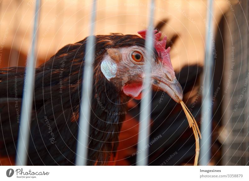 Chicken or hen with straw in beak in a cage for sale at a poultry market, live poultry in crates for sale at an outdoor market. Cattle concept. Animal and agricultural industry