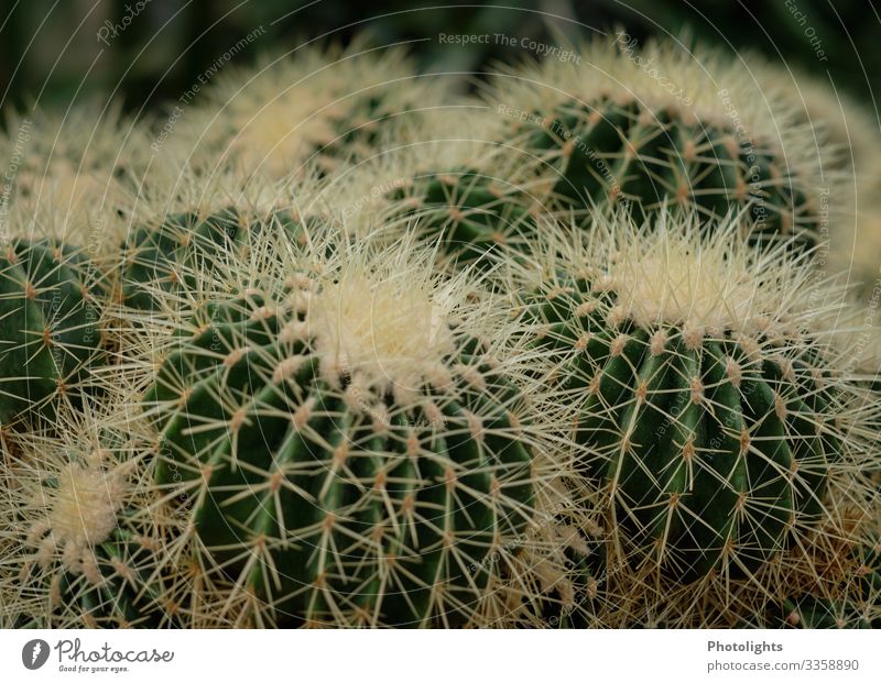 cactus family Environment Nature Landscape Plant Earth Sand Cactus Foliage plant Wild plant Exotic Point Thorny Yellow Gray Pain Dangerous Mexico Meaning Ritual