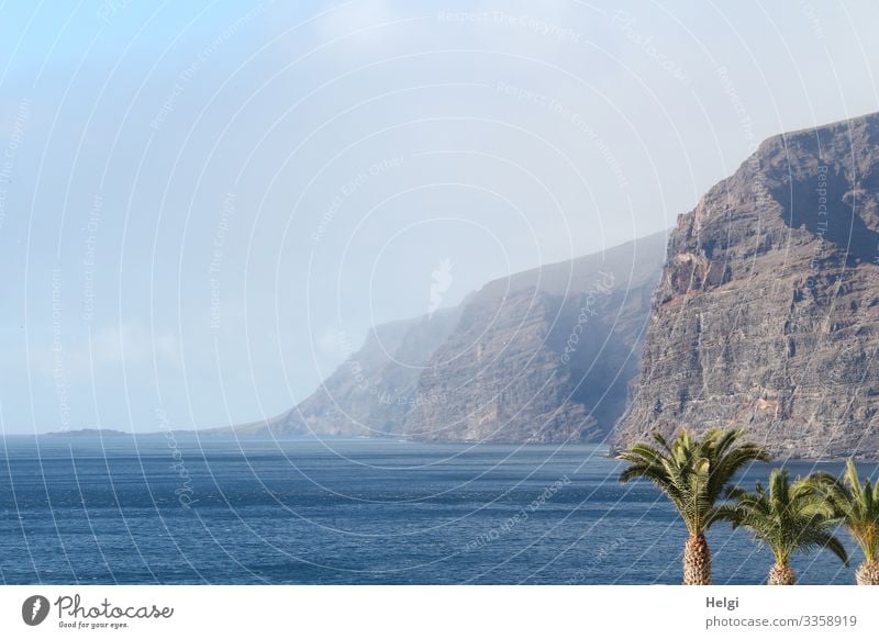 The cliff "Los Gigantes" rises from the sea on Tenerife, three palm trees are in the foreground Vacation & Travel Tourism Environment Nature Landscape Plant