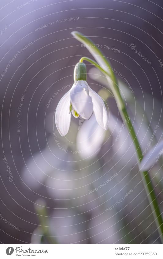 First heralds of spring Environment Nature Spring Plant Flower Blossom Wild plant Spring flowering plant Snowdrop Garden Blossoming Warmth White Spring fever