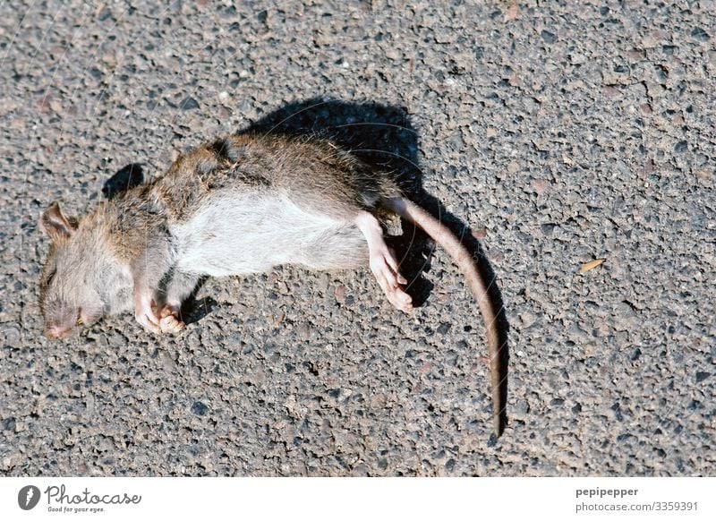 From the mouse Animal Wild animal Dead animal Mouse Animal face Pelt Claw Paw Rat 1 Stone Lie Gray Compassion Grief Death Apocalyptic sentiment Decline