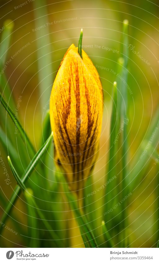 Macro shot of a yellow crocus Nature Plant Drops of water Flower Blossom Crocus Garden Blossoming Illuminate Growth Esthetic Authentic Elegant Happiness Fresh