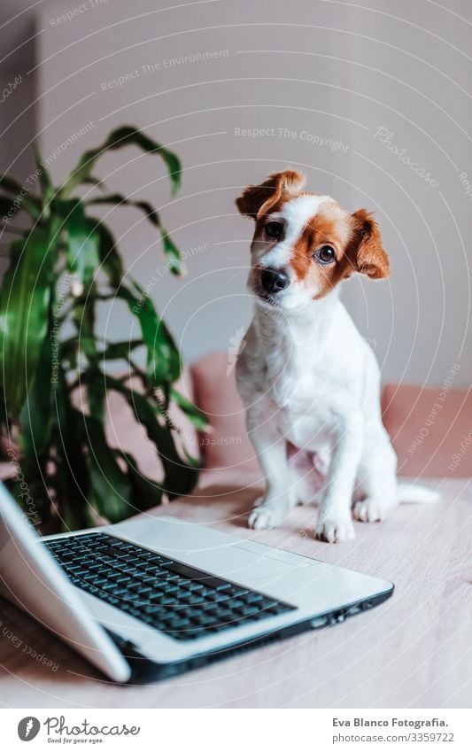 cute jack russell dog at home working on laptop office indoors pet technology computer screen website study typing keyboard space paw tablet pretty instructing