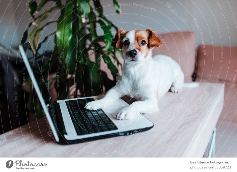 cute jack russell dog at home working on laptop office indoors pet technology computer screen website study typing keyboard space paw tablet pretty instructing
