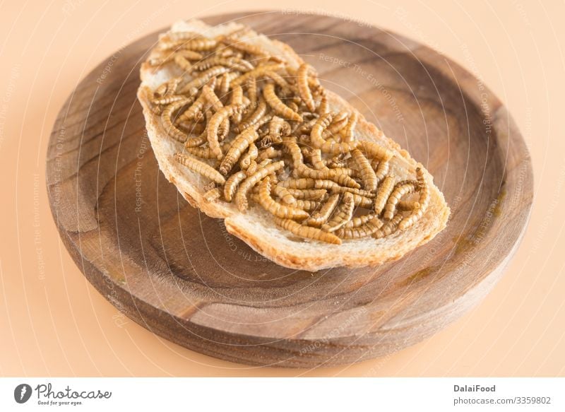 Endible worm with bread in grown background Bread Worm Diet brown background Edible Frying Insect Larva Protein Sandwich wooden plate Front view