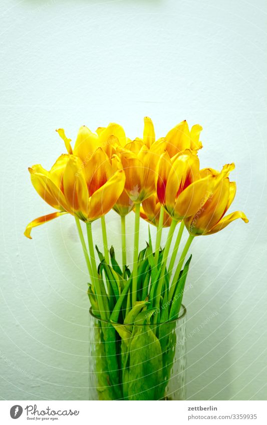 tulip bouquet Flower Blossoming Blossom leave Stalk Garden Deserted Nature Plant Calm Copy Space Bouquet Spring Spring flower Spring flowering plant Yellow Gold