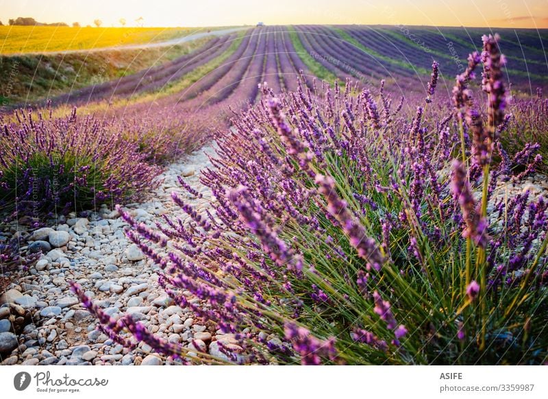 Rejse tiltale Gum Udvej Lavender and sunflower fields in Provence, France - a Royalty Free Stock  Photo from Photocase