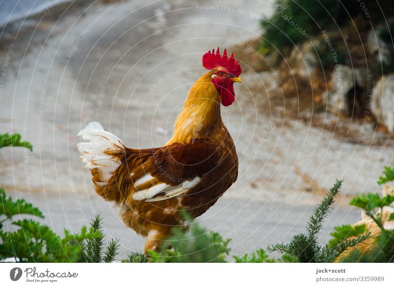 as proud as a cockerel in the streets of Greece Trip Summer Bushes Street Lanes & trails Farm animal Rooster 1 Animal Going Authentic Moody Experience Freedom