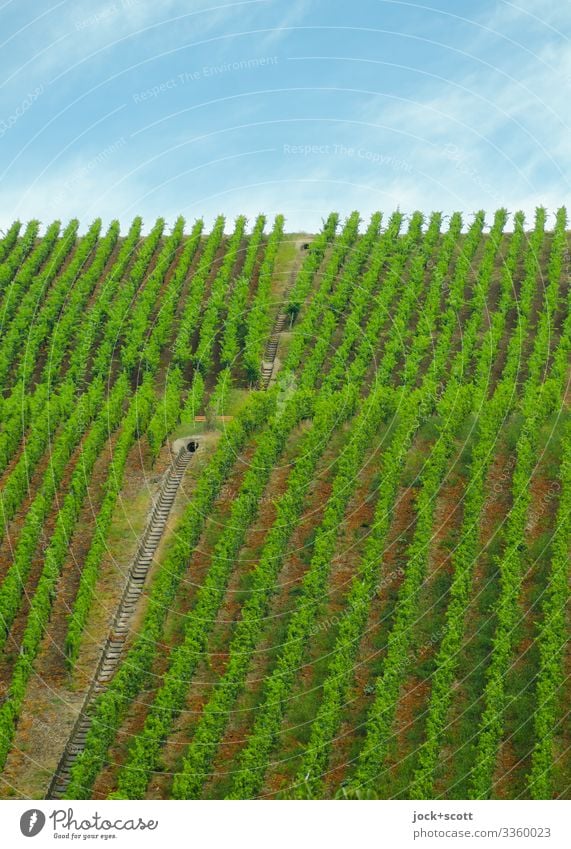 Green structure of a vineyard Agriculture Sky Climate Weather Agricultural crop Vineyard Growth Authentic Many Accuracy Nature Arrangement Horizontal