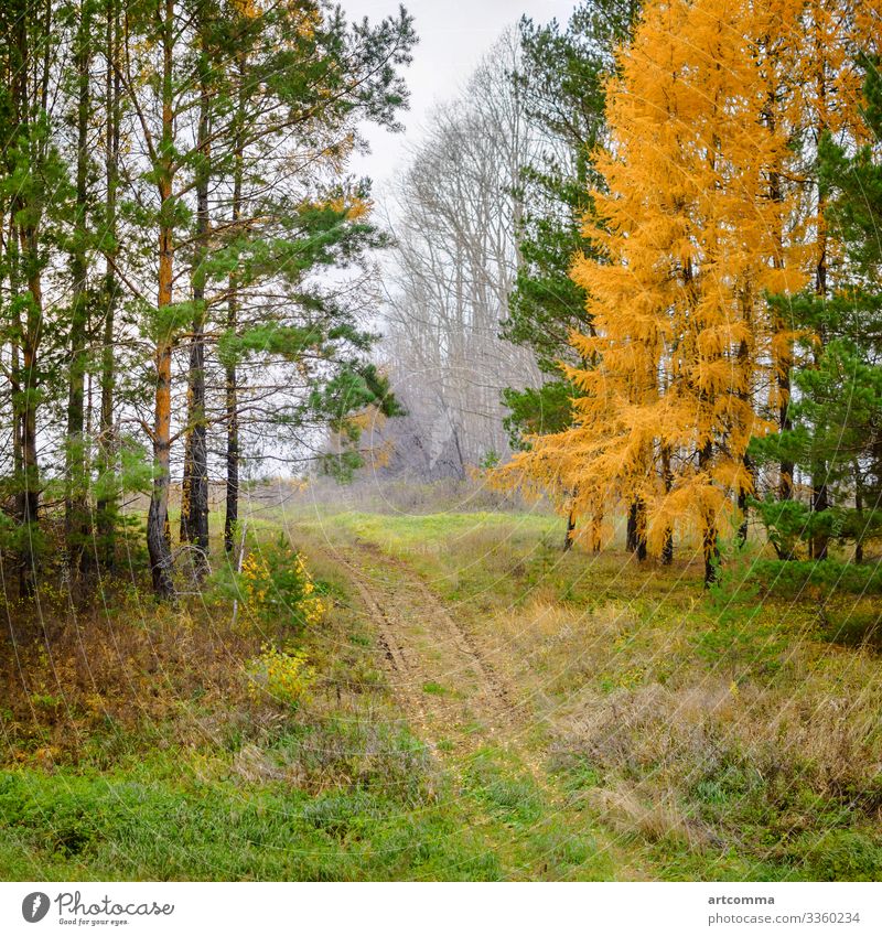 Road and autumn conifer trees, footpath, Russia countryside day fall field fir forest grass green landscape nature october overcast pine road russia season