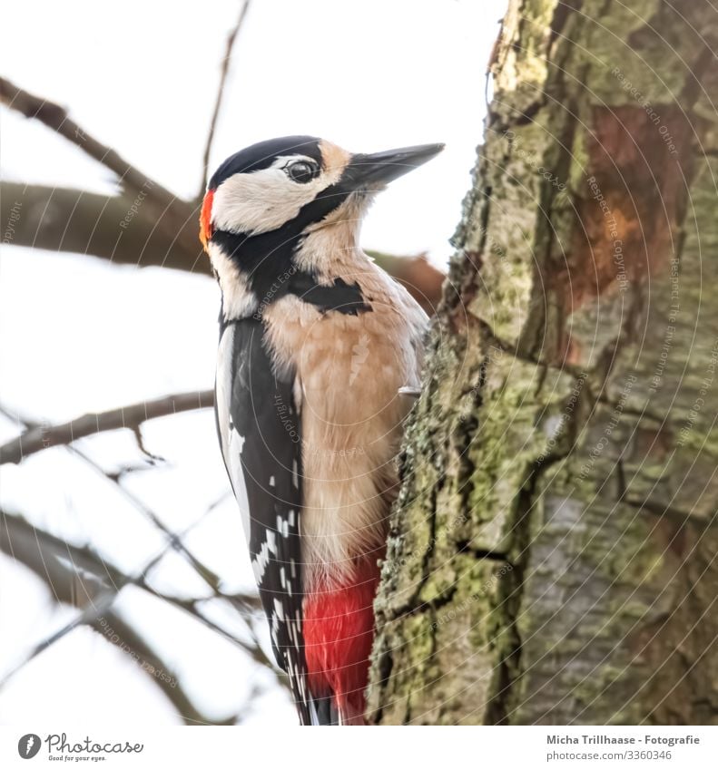 Great spotted woodpecker on tree trunk Nature Animal Sky Sunlight Beautiful weather Tree Tree trunk Twigs and branches Wild animal Bird Animal face Wing Claw