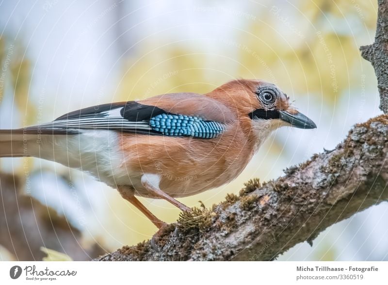 Jay in the tree Nature Animal Sky Sunlight Beautiful weather Tree Twigs and branches Wild animal Bird Animal face Wing Claw Head Beak Eyes Feather Plumed 1