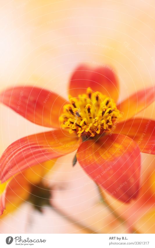 spruced up Nature Plant Spring Summer Autumn Flower Brown Yellow Gold Green Orange Red Exterior shot Interior shot Close-up Macro (Extreme close-up)
