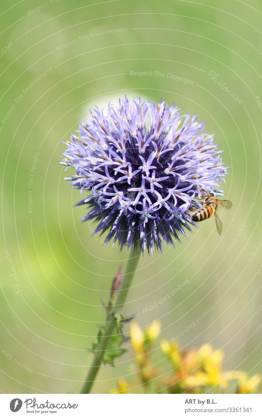 working day Nature Beautiful weather Flower ornamental garlic Garden Park Meadow Animal Bee 1 Sphere Blue Yellow Green Colour photo Exterior shot Close-up