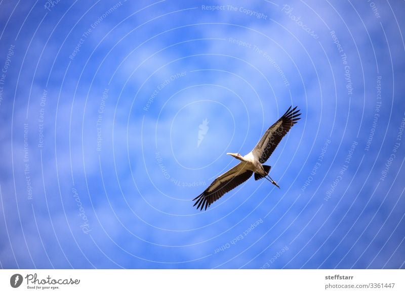 Wood stork Mycteria americana flies Nature Animal Wild animal Bird Wing 1 Flying Blue Stork fly Myakka State Park Sarasota Florida wading bird wood ibis