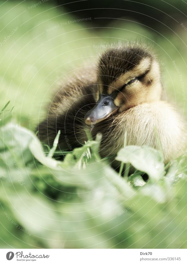 If you want to grow you have to sleep too Animal Spring Grass Leaf Blade of grass Meadow Wild animal Bird Duck Mallard 1 Relaxation Lie Sleep Dream Cuddly Small