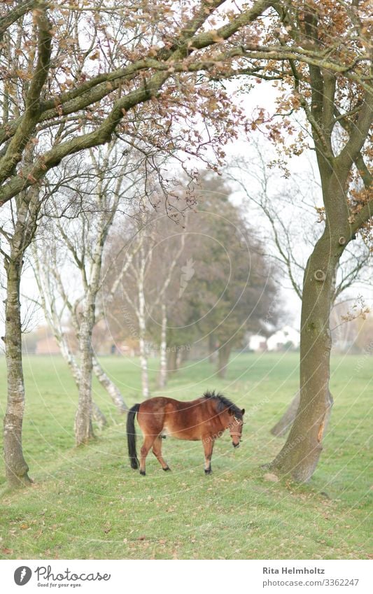 Horse in a dream world Environment Nature Landscape Fog Tree Meadow Field Farm animal 1 Animal Fantastic Friendliness Happiness Happy Cute Positive Brown Green