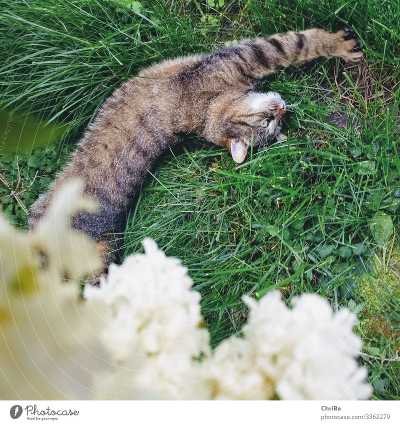 Spring, stretch out and enjoy Environment Nature Plant Animal Summer Beautiful weather Tree Grass Moss Blossom Wild plant Lilac Garden Meadow Pet Cat Pelt Paw 1
