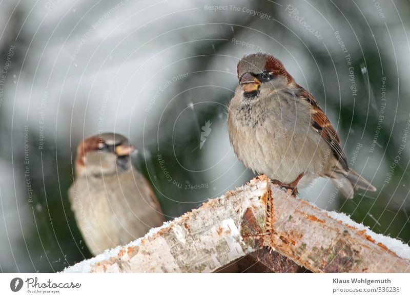 House sparrow male sitting on a feeder in winter, during light snowfall Environment Nature Winter Snow Snowfall Bird Animal face Grand piano Claw Sparrow