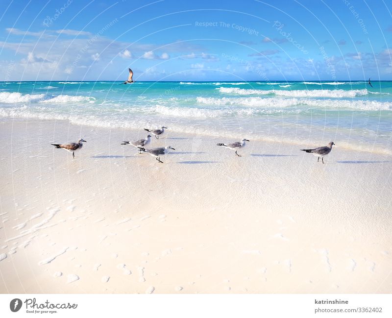 Seagulls on the beach in a sunny day Exotic Beautiful Relaxation Vacation & Travel Freedom Beach Ocean Waves Group Environment Nature Climate Coast Bird Flying