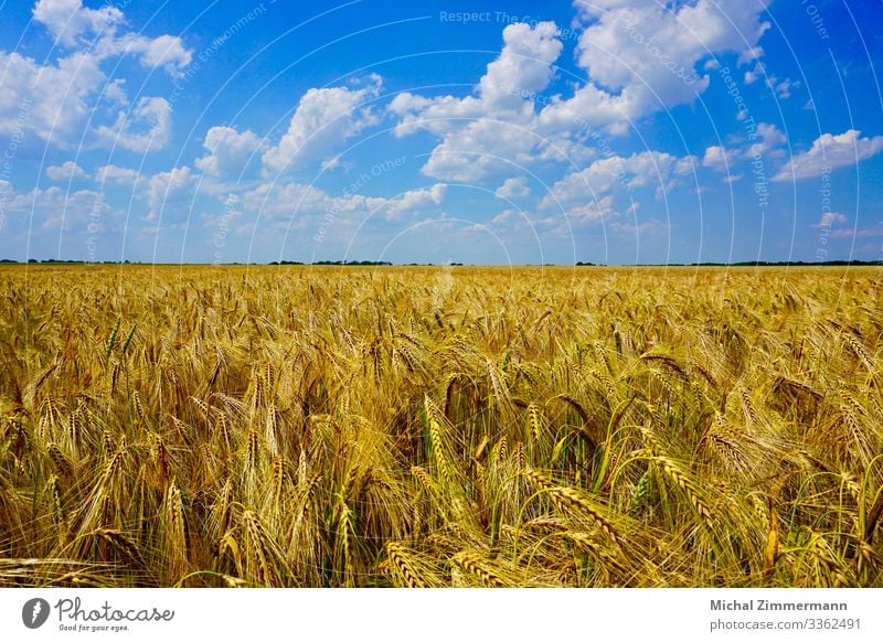 cornfield Nature Landscape Plant Animal Sky Clouds Summer Beautiful weather Agricultural crop Field Spring fever Colour photo Exterior shot Detail Deserted Day