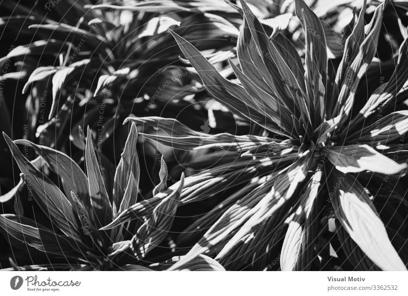 Leaves of Pride of Madeira in black and white Exotic Beautiful Life Calm Garden Environment Nature Plant Leaf Park Growth Fresh Natural Afternoon natural light