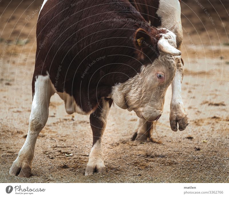 Bull on 3 legs Bullfight Taurus Hoof Sand Turnaround slowed Deserted Farm animal Legs Animal Exterior shot