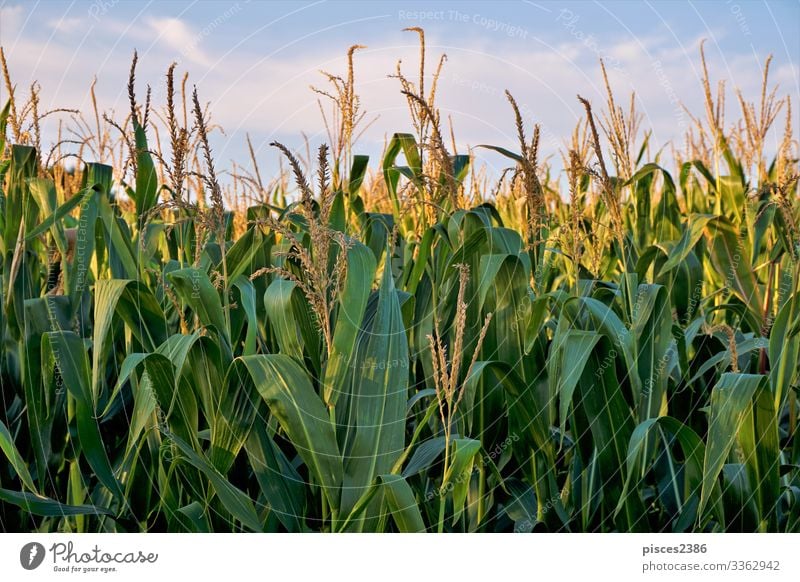 Corn field in front of blue sky and clouds Summer Nature Jump Yellow agricultural agriculture autumn Background picture beauty bread bright cereal close color