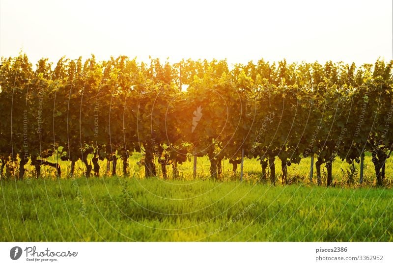 Vineyard in the golden sun Vacation & Travel Summer Nature Jump agriculture autumn country countryside Europe farm farming field food fresh fruit grape grapes