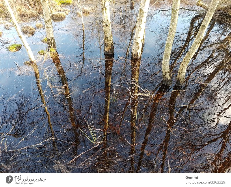 Country under Winter Hiking Nature Landscape Plant Earth Water Tree Moss Birch tree Forest Bog Marsh Flood Natural Blue Brown Green The deep Colour photo