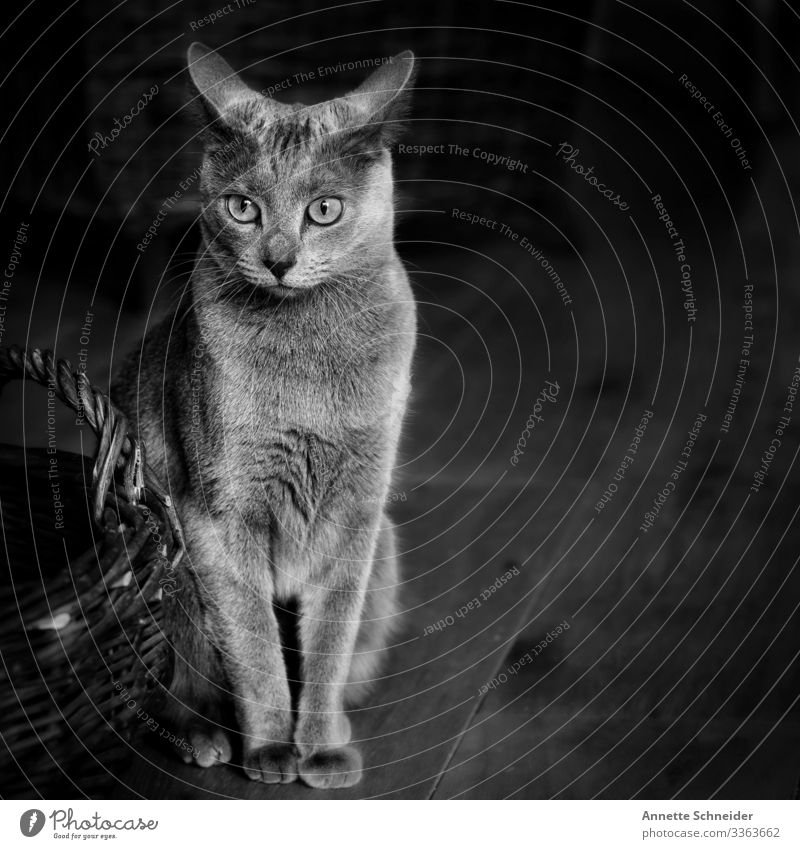 Cat Russian Blue Animal Pet 1 Joie de vivre (Vitality) Brave Black & white photo Interior shot Neutral Background Animal portrait Forward