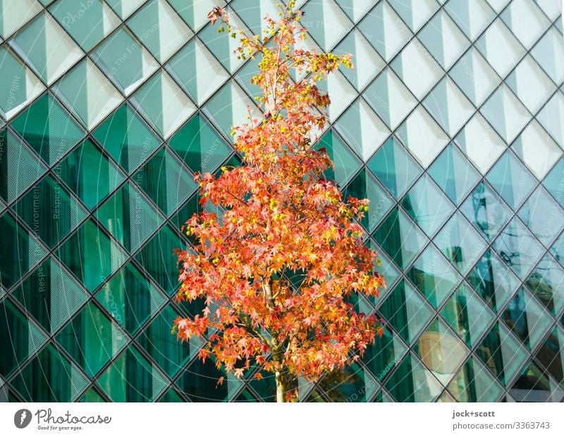 Tree in autumn in front of glass facade Autumn Glas facade Modern Reflection discoloured Manmade structures Contrast cross-shaped lines square structure