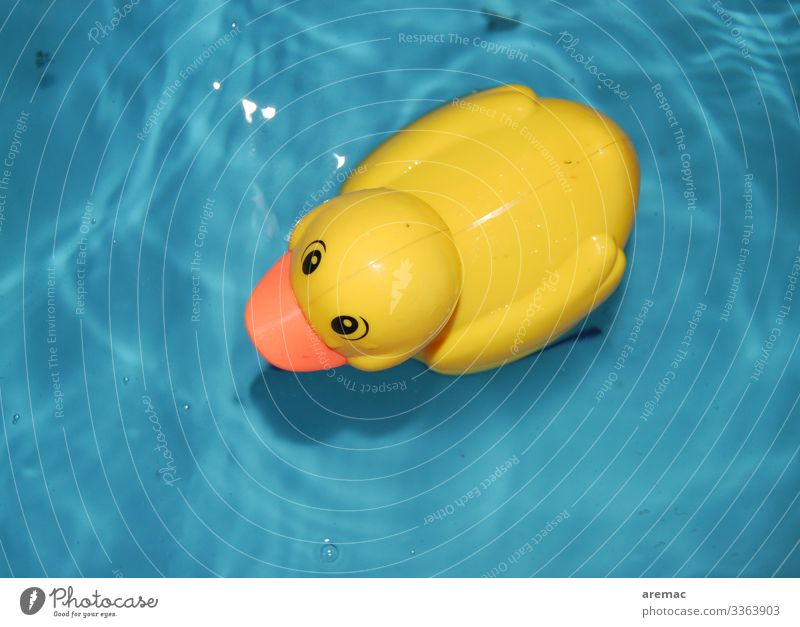 Ententeich Duck A Royalty Free Stock Photo From Photocase