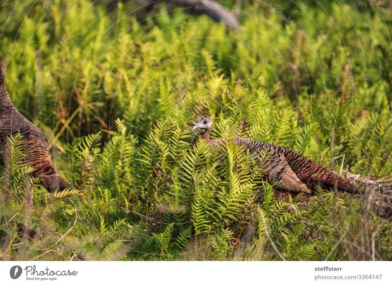 Wild osceola wild turkey Meleagris gallopavo osceola Nature Animal Bushes Fern Wild animal Bird 3 Flock Brown Green Uniqueness Discover Florida turkey