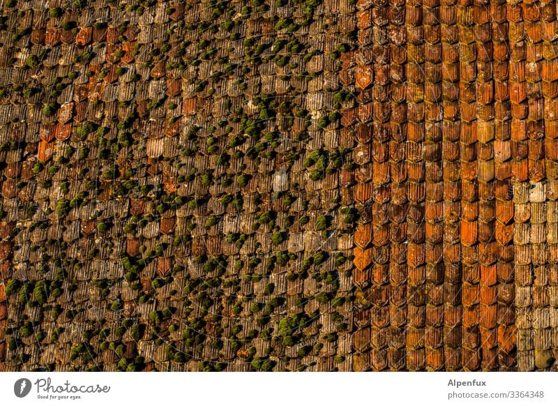 Nothing going on without moss Roof brick Architecture Red Moss moss-covered Carpet of moss Colour photo Exterior shot Tiled roof Roofing tile