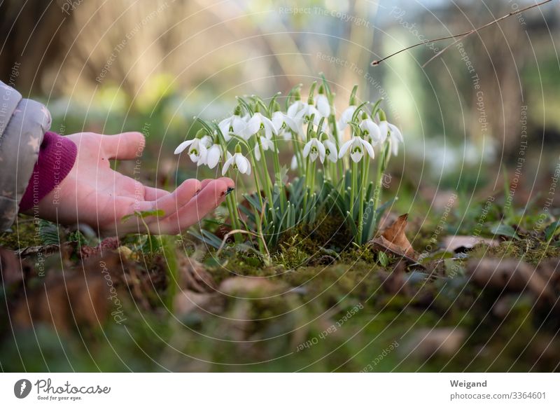 Spring is here Parenting Kindergarten Child Schoolchild 1 Human being Faded Humanity Solidarity Help Mother's Day Thank you very much Snowdrop Colour photo