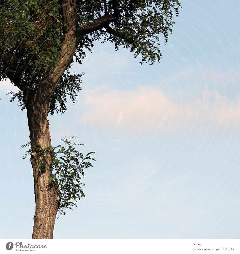 RENEWS Tree Wood Sky branches twigs Nature communication Tree trunk wax Network structure Ethnic Tall Sunlight leaves Leaf vegetation Season Shadow Clouds