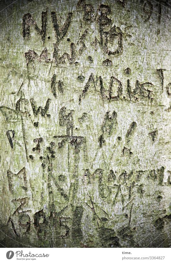 sign of life Puzzle Irritation embassy secret scratched graffiti daylight bark Tree strokes letter figures Old violation Tattoo Green detail