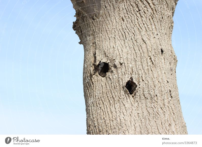 News from the woodpecker Tree bark Sky Sunlight holes Woodpecker Bright Log Whimsical discovery Surprise Foraging Nature Plant Tree trunk Old on one's own