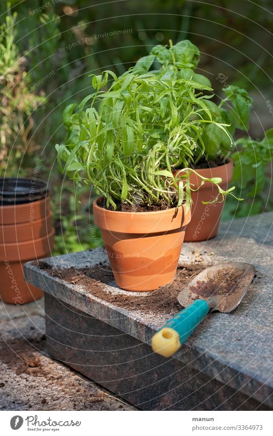 Fresh healthy green in the clay pot, which is later used in the kitchen in a biologically healthy diet Gardening planting time Plant Herb garden Herbs Nutrition
