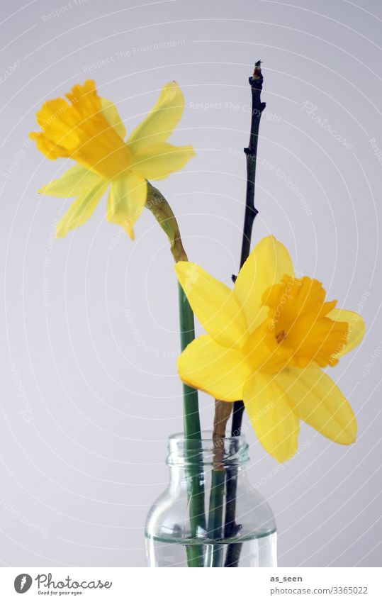 jonquils Decoration Mother's Day Easter Spring Plant Flower Blossom Narcissus Wild daffodil Twig Bouquet Glass Water Blossoming Illuminate Esthetic Friendliness
