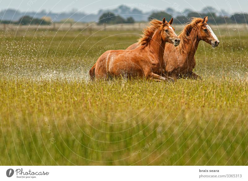 Wild Horses Beautiful Freedom Summer Environment Nature Landscape Animal Water Earth Park Lake Farm animal Wild animal 2 Herd Running Natural Willpower Might