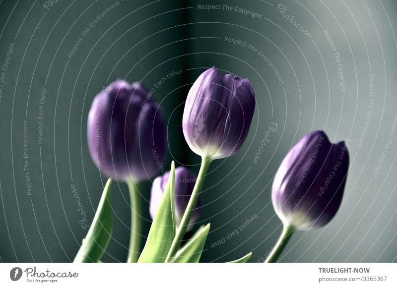 Four violet tulips with some green leaf tips against a grey background in daylight coming in from the side flowers Violet Gray Green Close-up dwell Decoration