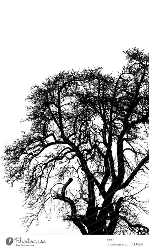 &lt;font color="#ffff00"&gt;-==- proudly presents Tree Winter Dreary Cold Gloomy Dark Branch Black & white photo
