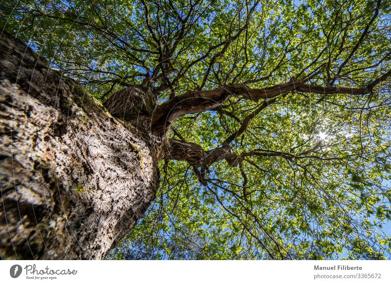 Oak seen from below with sunlight passing through its foliage. Fitness Life Freedom Tree Virgin forest Living or residing Blue Brown Green Safety (feeling of)