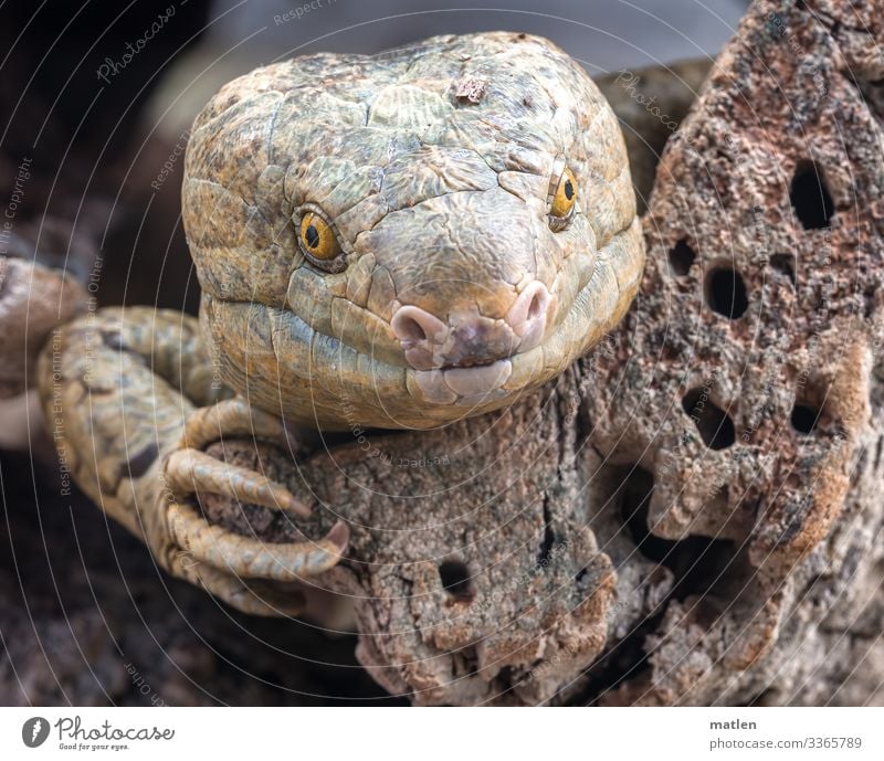 Bluetongue Skink Animal lizard portrait Looking into the camera skink Construction tongue skink Brown Yellow Green Wood Head Claw Smiling
